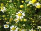 Chamomile Extract